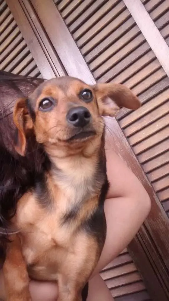 Cachorro ra a SRD idade 1 ano nome BRUCE