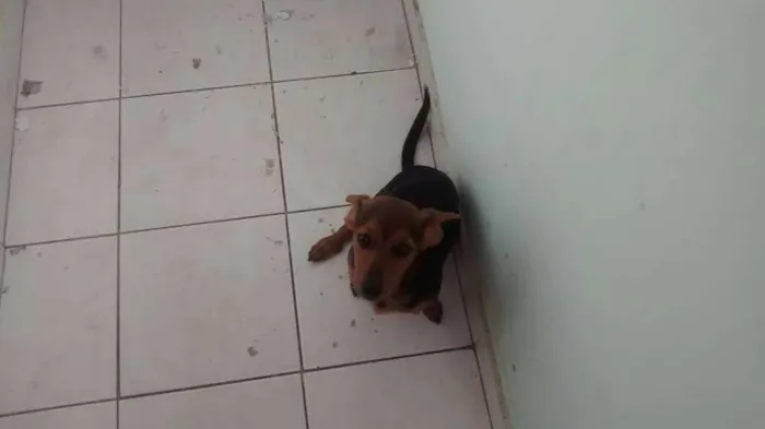 Cachorro ra a SRD idade 1 ano nome BRUCE
