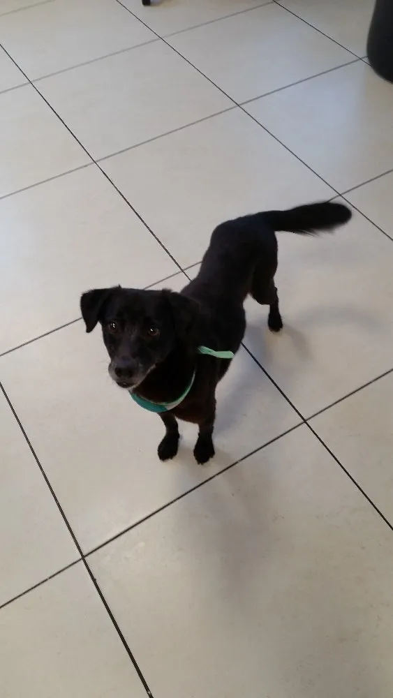 Cachorro ra a SRD idade 6 ou mais anos nome Pepe