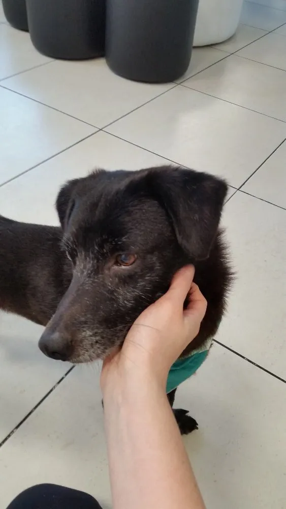 Cachorro ra a SRD idade 6 ou mais anos nome Pepe