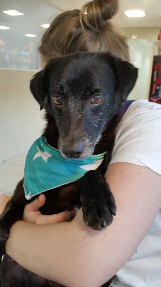 Cachorro ra a SRD idade 6 ou mais anos nome Pepe