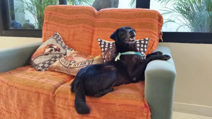 Cachorro ra a SRD idade 6 ou mais anos nome Pepe