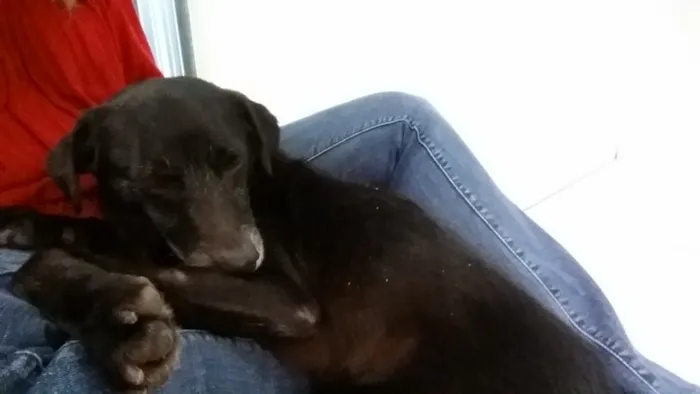 Cachorro ra a SRD idade 6 ou mais anos nome Pepe