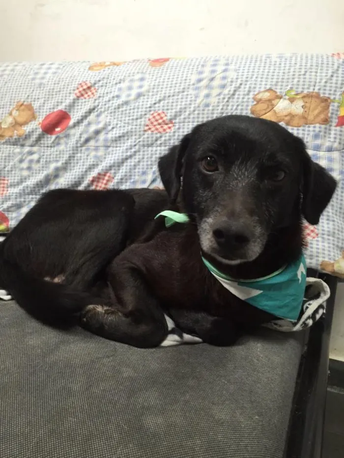 Cachorro ra a SRD idade 6 ou mais anos nome Pepe