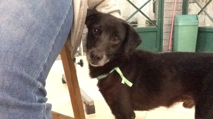 Cachorro ra a SRD idade 6 ou mais anos nome Pepe