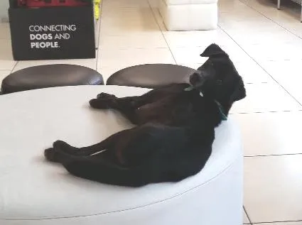 Cachorro ra a SRD idade 6 ou mais anos nome Pepe