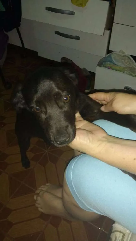 Cachorro ra a  idade 2 a 6 meses nome Bruce 