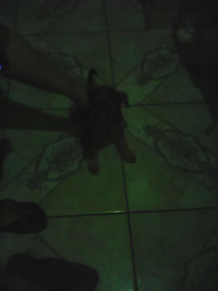 Cachorro ra a  idade 2 a 6 meses nome Pepa