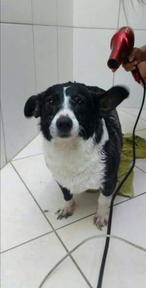 Cachorro ra a Não identificada idade 2 anos nome Joana