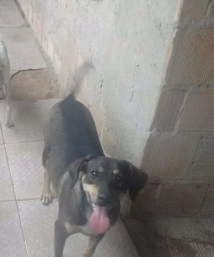 Cachorro ra a SRD idade 7 a 11 meses nome Pretinha