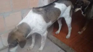 Cachorro raça SRD idade 7 a 11 meses nome Princesa