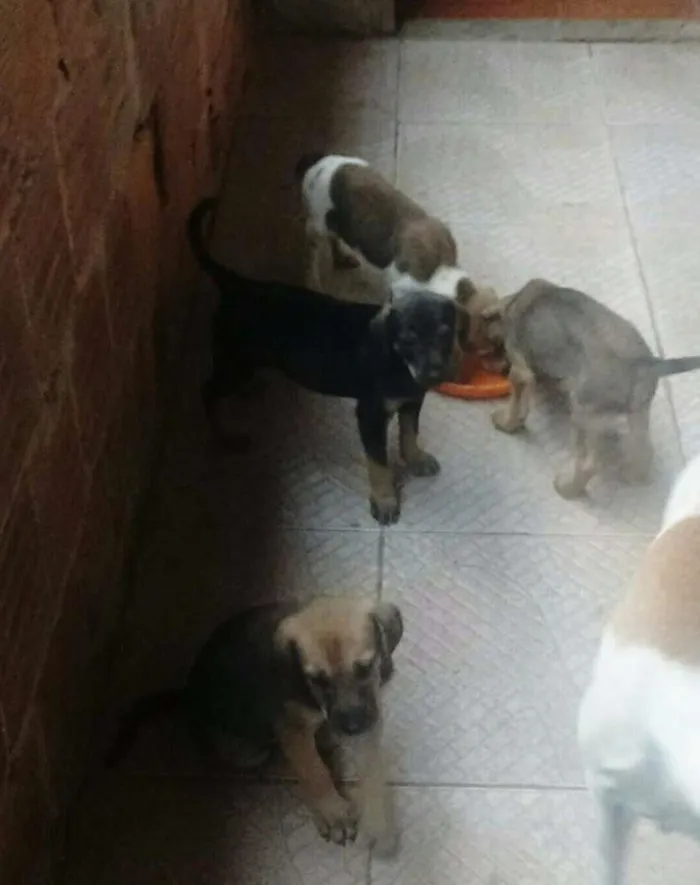 Cachorro ra a SRD idade 2 a 6 meses nome Filhotes