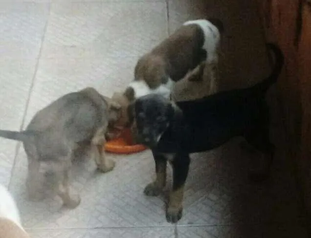 Cachorro ra a SRD idade 2 a 6 meses nome Filhotes