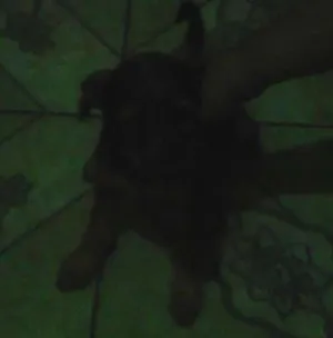 Cachorro raça  idade 2 a 6 meses nome Pepa