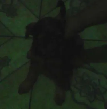 Cachorro ra a  idade 2 a 6 meses nome Pepa