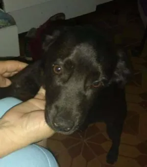 Cachorro raça  idade 2 a 6 meses nome Bruce 