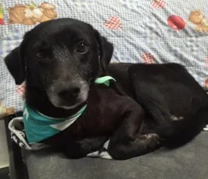 Cachorro raça SRD idade 6 ou mais anos nome Pepe