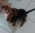 BRUCE