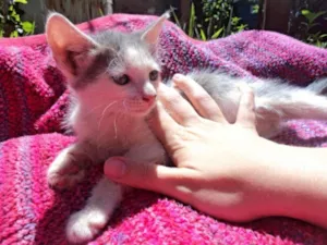 Gato raça não especificado idade Abaixo de 2 meses nome Dilon