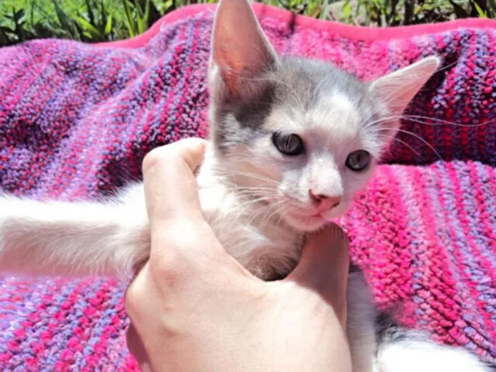 Gato ra a não especificado idade Abaixo de 2 meses nome Dilon