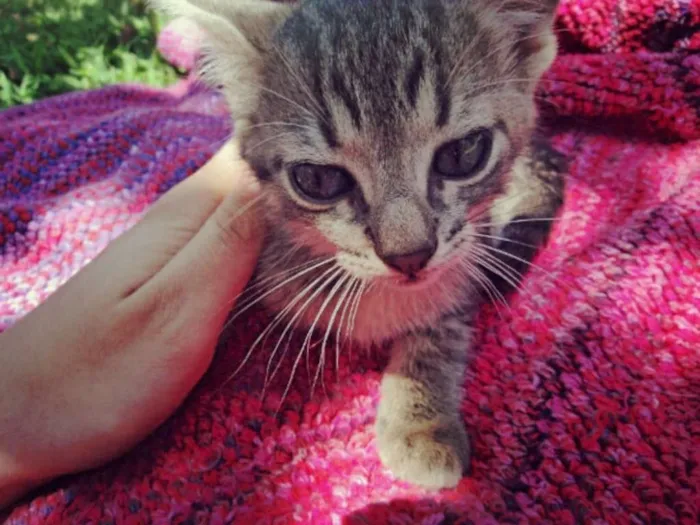 Gato ra a não especificado idade Abaixo de 2 meses nome Jane