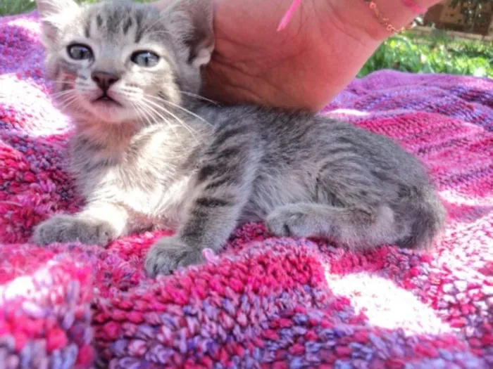 Gato ra a não especificado idade Abaixo de 2 meses nome Jane