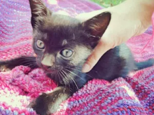 Gato raça não especificado idade Abaixo de 2 meses nome Amy