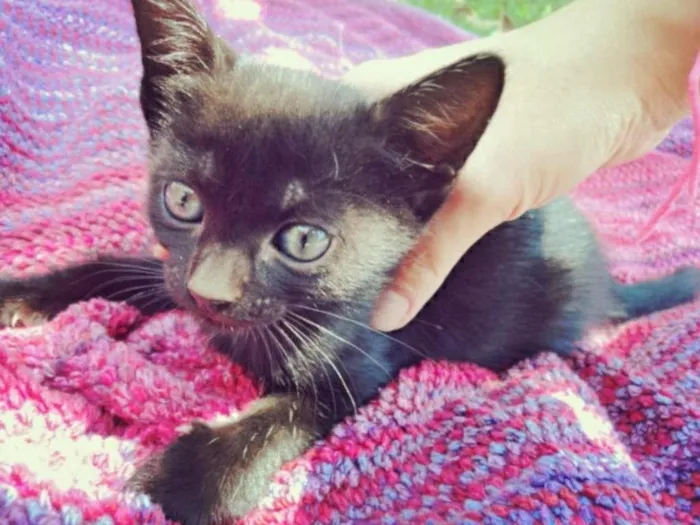 Gato ra a não especificado idade Abaixo de 2 meses nome Amy