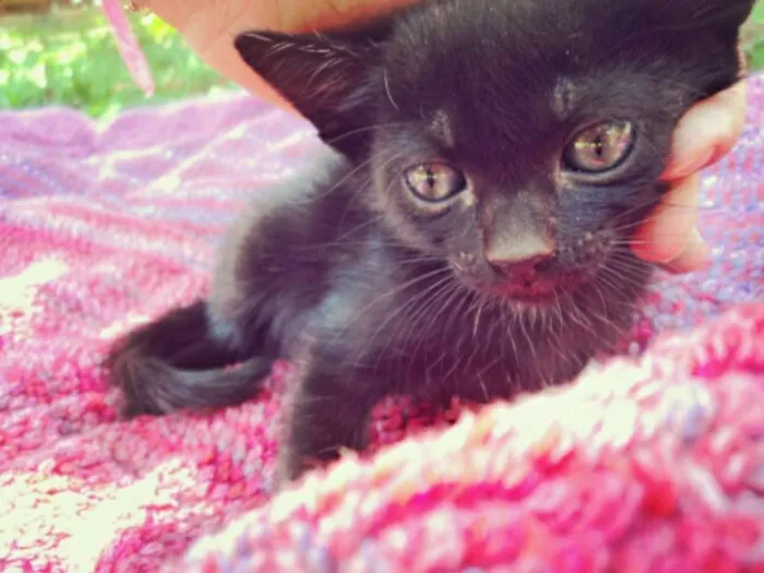 Gato ra a não especificado idade Abaixo de 2 meses nome Amy