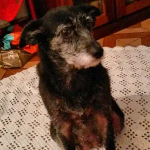 Cachorro raça Vira lata  idade 4 anos nome Lally 