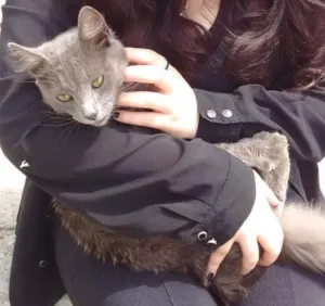 Gato raça Não sabemos idade 7 a 11 meses nome Apelidamos de nego