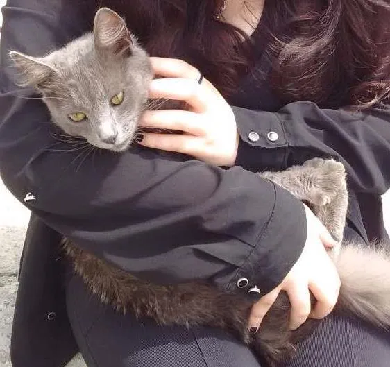 Gato ra a Não sabemos idade 7 a 11 meses nome Apelidamos de nego