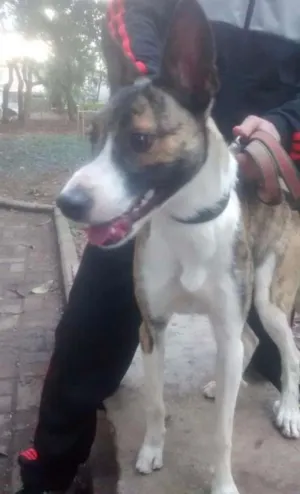 Cachorro raça  idade 7 a 11 meses nome sem nome