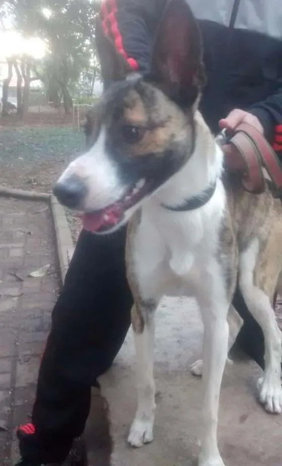 Cachorro ra a  idade 7 a 11 meses nome sem nome