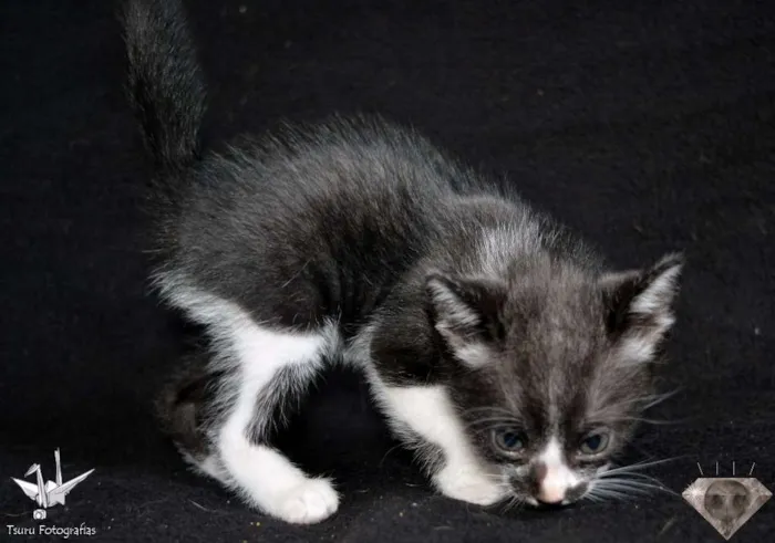 Gato ra a SRD idade Abaixo de 2 meses nome Frajola