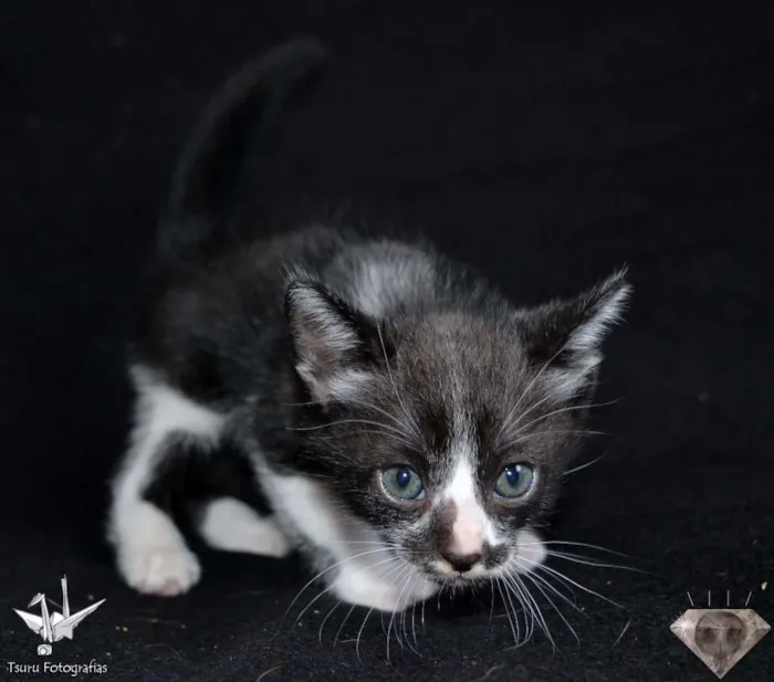 Gato ra a SRD idade Abaixo de 2 meses nome Frajola