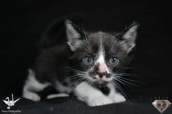 Gato ra a SRD idade Abaixo de 2 meses nome Frajola