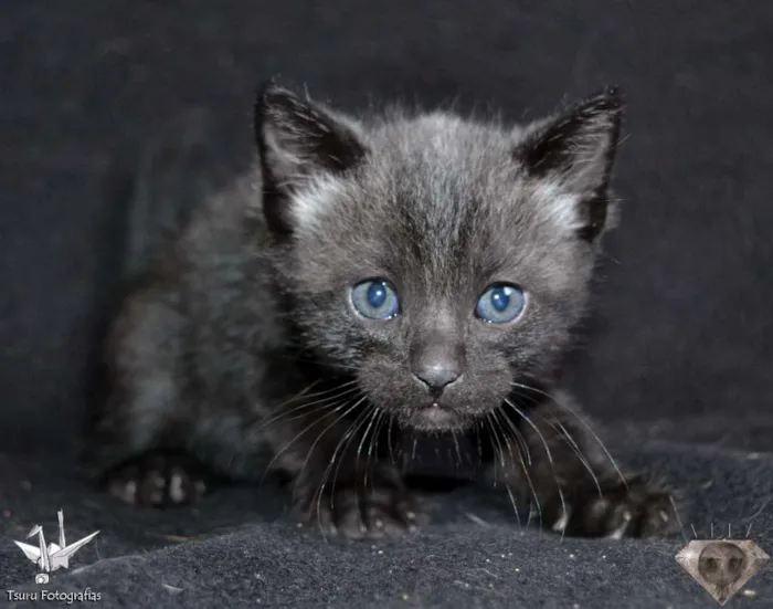 Gato ra a srd idade Abaixo de 2 meses nome Menino