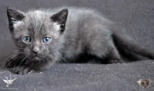 Gato raça srd idade Abaixo de 2 meses nome Menino