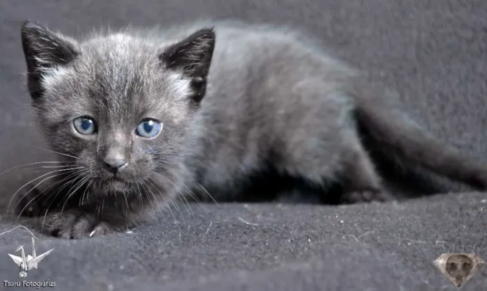 Gato ra a srd idade Abaixo de 2 meses nome Menino