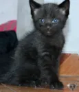 Menino