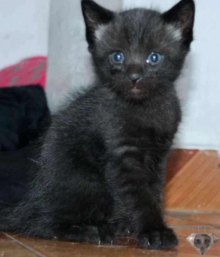 Gato ra a srd idade Abaixo de 2 meses nome Menino