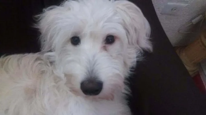 Cachorro ra a SRD idade 7 a 11 meses nome Maggie