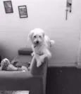 Maggie