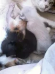 Gatinhos carentes