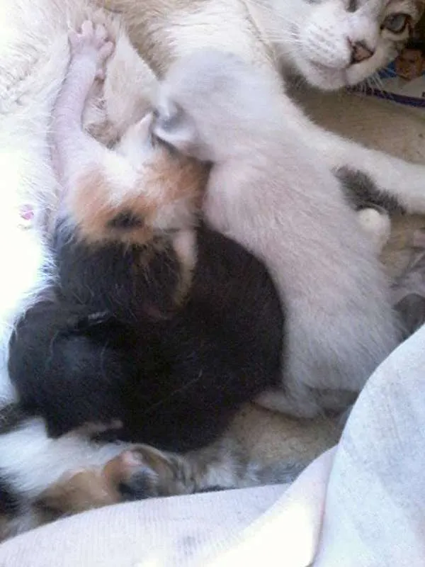 Gato ra a Sinplis idade  nome Gatinhos carentes