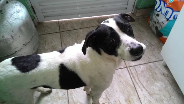Cachorro ra a SRD idade 3 anos nome Alvo