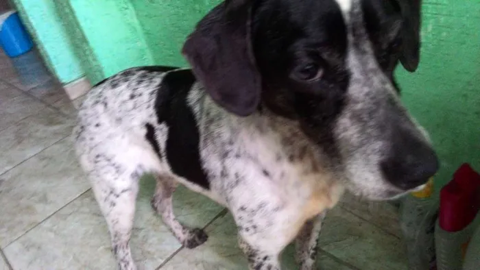 Cachorro ra a SDR idade 3 anos nome Miny