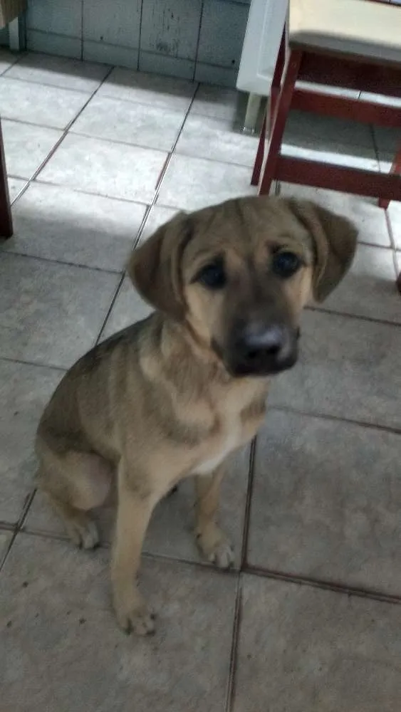 Cachorro ra a Vira Lata idade 2 a 6 meses nome Nina