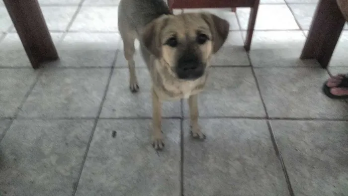 Cachorro ra a Vira Lata idade 2 a 6 meses nome Nina